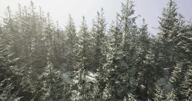 CGI Snow covered forest in a foggy winter morning with tall evergreen trees video