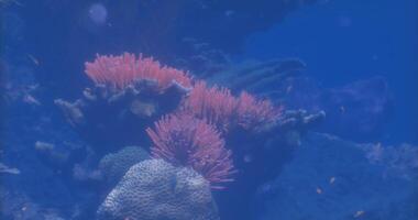 CGI Vibrant coral reef teeming with life in a deep blue ocean environment video