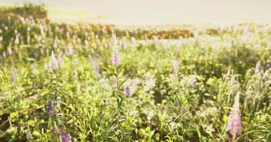 CGI Colorful wildflower field blooming in sunlight during warm season video