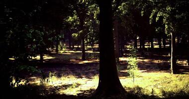 CGI Quiet moments in a sunlit forest with tall trees and tranquil surroundings video