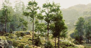 CGI Tranquil forest landscape with tall trees and rocky terrain in daylight video