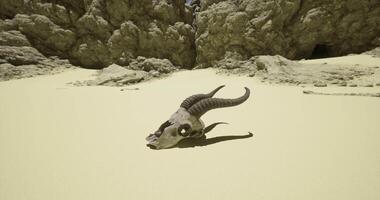 CGI Ram skull on sand near rocky formations in desert landscape video