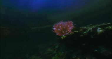 CGI Underwater coral formation with vibrant colors illuminated by sunlight video