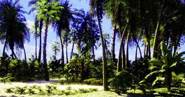 CGI Bountiful tropical landscape with lush palm trees and vibrant foliage video