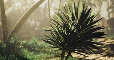 CGI Lush green vegetation in a tropical forest during bright daylight hours video