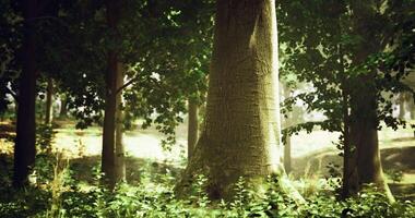 CGI Majestic trees standing tall in a serene forest under gentle sunlight video