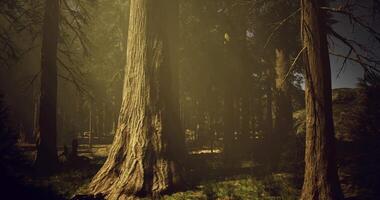 CGI Majestic giant trees in a serene forest under soft sunlight video