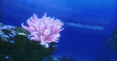 CGI Vibrant anemone nestled in a coral reef under the ocean video