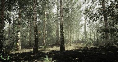 CGI Dense forest with sunlight filtering through trees in the afternoon video