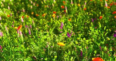 CGI Colorful wildflower field blooming in sunlight during springtime video