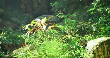 CGI Exploring a vibrant rainforest with lush greenery and tropical plants video
