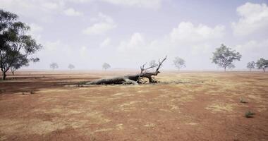 CGI Dried landscape featuring fallen tree and sparse vegetation under cloudy sky video