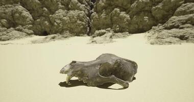 CGI Unique fossilized animal skull rests on sandy beach near cliffs video