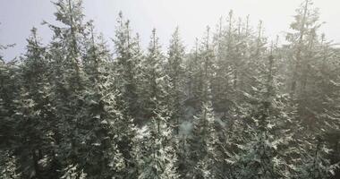 CGI Snow covered forest landscape with tall evergreen trees in winter light video