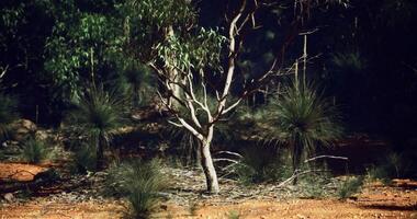 CGI Eucalyptus trees stand among vibrant grass plants in Australian outback video