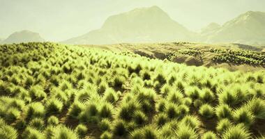 CGI Lush grass landscape with distant mountains under a pale sky video