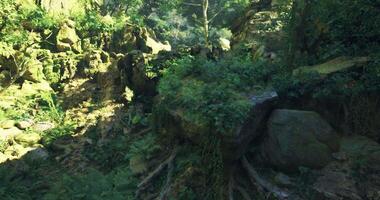 CGI Lush greenery and rocky terrain in a vibrant forest setting video