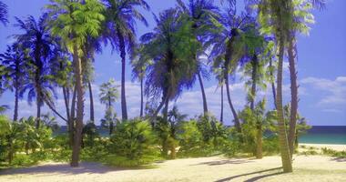 CGI Coastal landscape with palm trees and vibrant greenery during sunny day video
