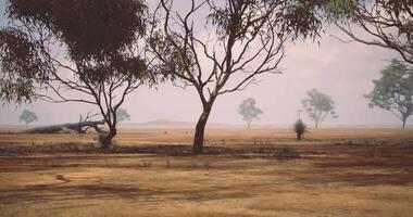 CGI Dry landscape with sparse trees under a cloudy sky in the afternoon video