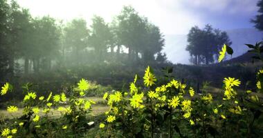 CGI Sunlight filters through trees illuminating vibrant yellow flowers in a forest video