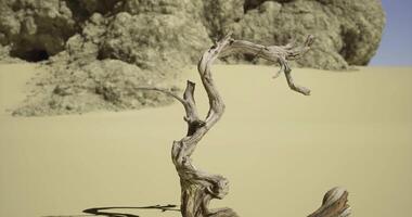 CGI Unique twisted tree branch in sandy desert landscape with rocky formations video