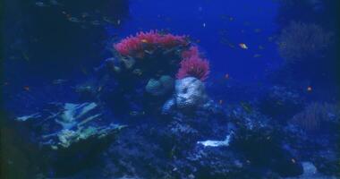 CGI Coral reef teeming with colorful fish in a vibrant underwater habitat video