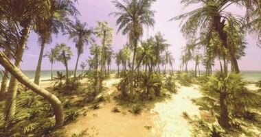CGI Tropical beach landscape with lush palm trees and serene ocean view at sunset video