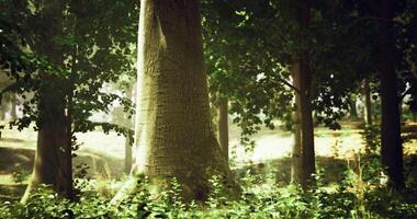 CGI Lush forest with tall trees and dappled sunlight in a serene landscape video