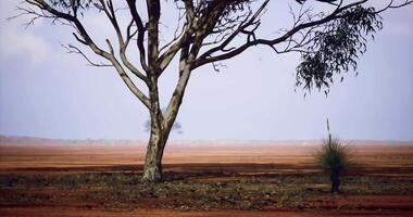 CGI Desert landscape with sparse trees and red soil during midday light video