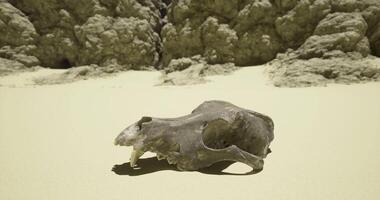 CGI Fossilized animal skull resting on sandy terrain near rocky formations video