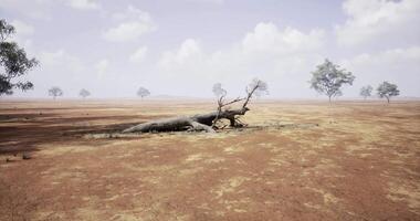CGI Dried landscape featuring a fallen tree in a vast arid environment video