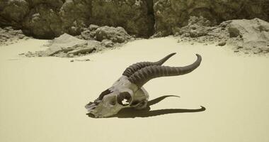 CGI Skull of a ram resting on sandy ground in a desert location at noon video