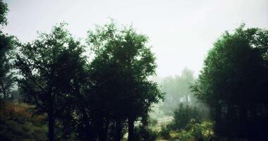 CGI Misty forest landscape with tall trees and soft light during morning hours video