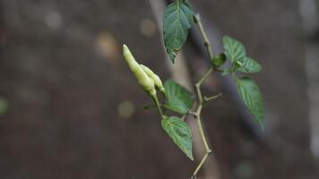 two green peppers with a blurry background photo