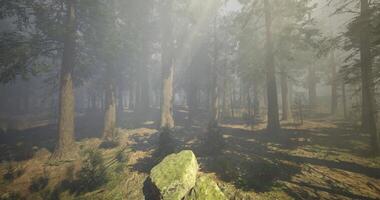 CGI Misty forest with sun rays filtering through tall trees during early morning video