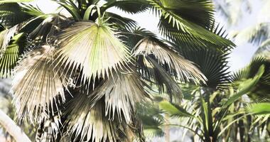 CGI Lush palm foliage in a tropical paradise during bright daylight hours video