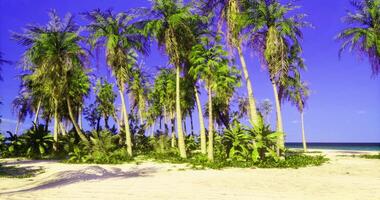 CGI Lush tropical oasis on a sunny beach with swaying palm trees and blue skies video