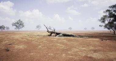 CGI Dried landscape with fallen tree under a cloudy sky in arid region video