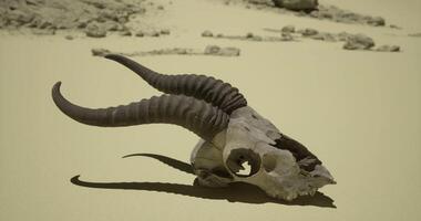 CGI Skull with prominent horns rests on barren desert terrain under bright sunlight video