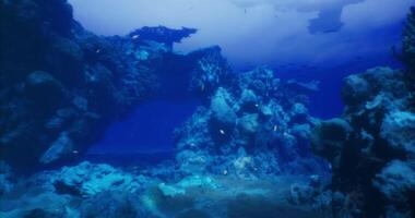 CGI Underwater coral reef showcasing diverse marine life in clear waters video