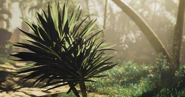 CGI Lush tropical foliage beside a winding path on a sunny afternoon video