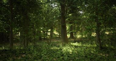 CGI Lush green forest with sunlight filtering through thick tree canopy video