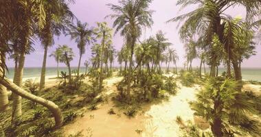 CGI Lush tropical island with palm trees and sandy beach near the ocean video