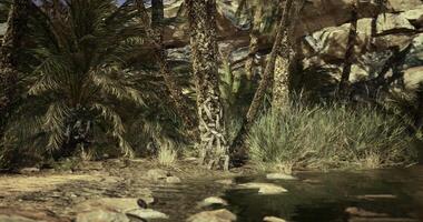 CGI Idyllic oasis landscape with palm trees and tranquil water reflection video
