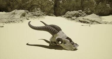 CGI Desert landscape with a weathered goat skull resting on the sandy ground video
