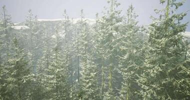 CGI Winter forest covered in snow with tall evergreen trees video