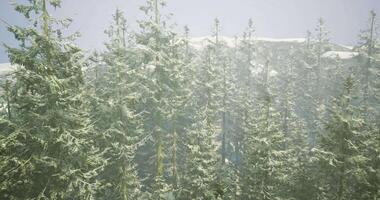 CGI Snow covered evergreen forest in winter with distant mountains visible video