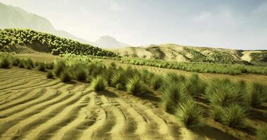 CGI Expansive desert landscape with rolling sand dunes and sparse vegetation video