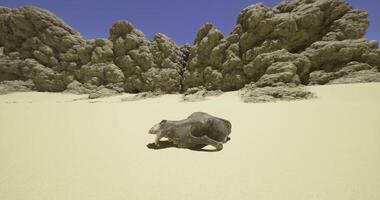 CGI Skull rests on sandy terrain near rugged rock formations in bright sunlight video