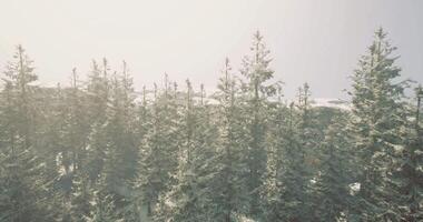 CGI Snow covered evergreen trees in a serene winter landscape with soft sunlight video